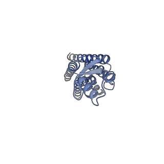 22382_7jmd_B_v1-0
Sheep Connexin-46 at 2.5 angstroms resolution, Lipid Class 1