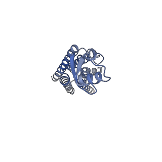 22382_7jmd_C_v1-0
Sheep Connexin-46 at 2.5 angstroms resolution, Lipid Class 1