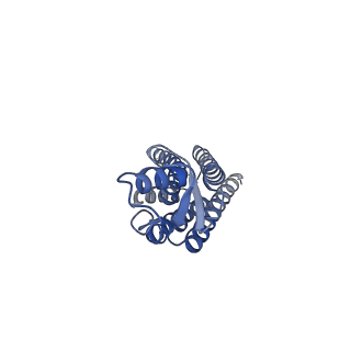 22390_7jm9_B_v1-0
Sheep Connexin-50 at 2.5 angstroms reoslution, Lipid Class 2