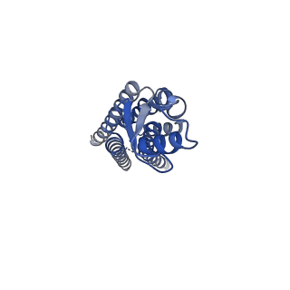 22391_7jmc_B_v1-0
Sheep Connexin-50 at 2.5 angstroms resolution, Lipid Class 3