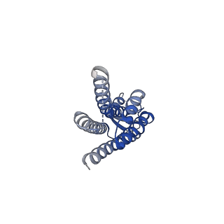 22390_7jn0_G_v1-0
Sheep Connexin-46 at 2.5 angstroms resolution, Lipid Class 2