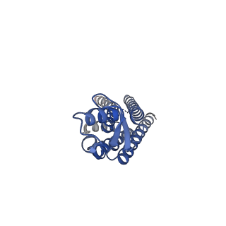 22391_7jn1_B_v1-0
Sheep Connexin-46 at 2.5 angstroms resolution, Lipid Class 3