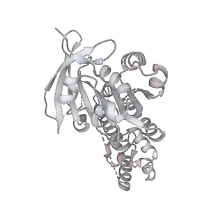 36442_8jnd_S_v1-0
The cryo-EM structure of the nonameric RAD51 ring bound to the nucleosome with the linker DNA binding
