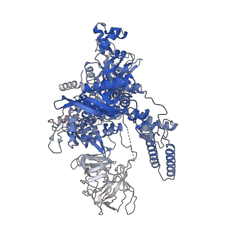 36453_8jo2_D_v1-2
Structural basis of transcriptional activation by the OmpR/PhoB-family response regulator PmrA