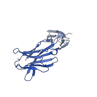 22443_7jr7_C_v1-1
Cryo-EM structure of ABCG5/G8 in complex with Fab 2E10 and 11F4