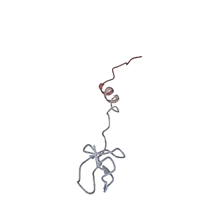 22472_7jt3_B_v1-1
Rotated 70S ribosome stalled on long mRNA with ArfB-1 and ArfB-2 bound in the A site (+9-IV)