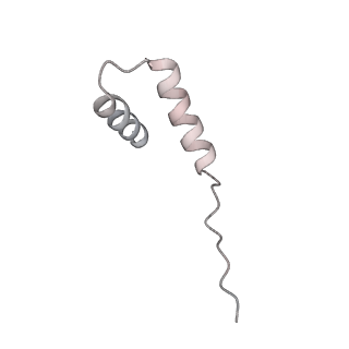 22481_7ju4_M_v1-3
Radial spoke 2 stalk, IDAc, and N-DRC attached with doublet microtubule