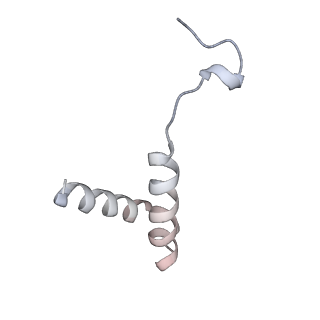 22481_7ju4_U_v1-2
Radial spoke 2 stalk, IDAc, and N-DRC attached with doublet microtubule