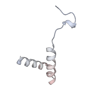 22481_7ju4_U_v1-3
Radial spoke 2 stalk, IDAc, and N-DRC attached with doublet microtubule