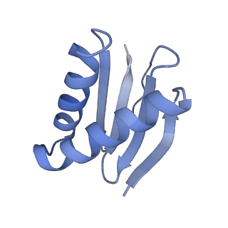 22481_7ju4_c_v1-3
Radial spoke 2 stalk, IDAc, and N-DRC attached with doublet microtubule