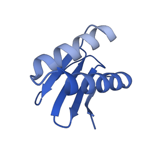 22481_7ju4_e_v1-3
Radial spoke 2 stalk, IDAc, and N-DRC attached with doublet microtubule