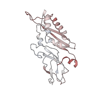 6644_5jup_YA_v1-3
Saccharomyces cerevisiae 80S ribosome bound with elongation factor eEF2-GDP-sordarin and Taura Syndrome Virus IRES, Structure II (mid-rotated 40S subunit)