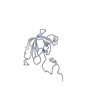 8176_5ju8_AL_v1-1
Cryo-EM structure of an ErmBL-stalled ribosome in complex with P-, and E-tRNA