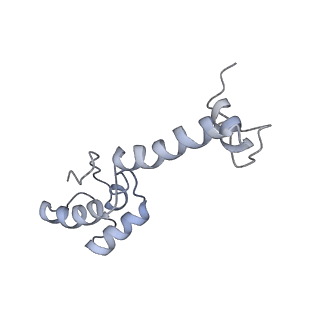 8176_5ju8_AM_v1-1
Cryo-EM structure of an ErmBL-stalled ribosome in complex with P-, and E-tRNA