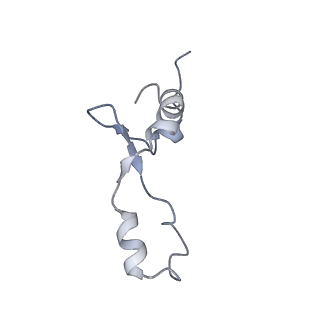 8176_5ju8_B3_v2-2
Cryo-EM structure of an ErmBL-stalled ribosome in complex with P-, and E-tRNA