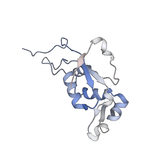 8176_5ju8_BJ_v1-1
Cryo-EM structure of an ErmBL-stalled ribosome in complex with P-, and E-tRNA