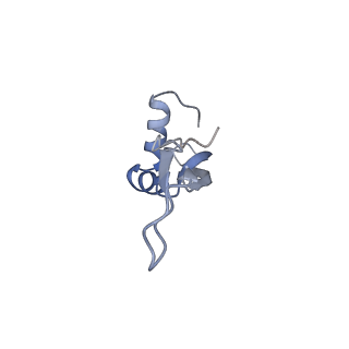 8176_5ju8_BX_v1-1
Cryo-EM structure of an ErmBL-stalled ribosome in complex with P-, and E-tRNA