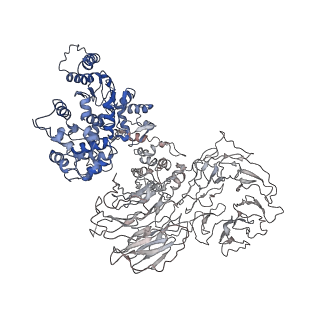 8177_5jul_A_v1-3
Near atomic structure of the Dark apoptosome