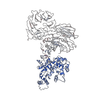 8177_5jul_F_v1-3
Near atomic structure of the Dark apoptosome