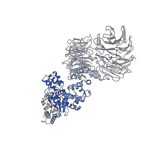 8178_5juy_D_v1-4
Active human apoptosome with procaspase-9