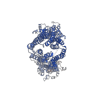 36679_8jw4_A_v1-0
Cryo-EM structure of Plasmodium falciparum multidrug resistance protein 1 in the apo state without H1 helix