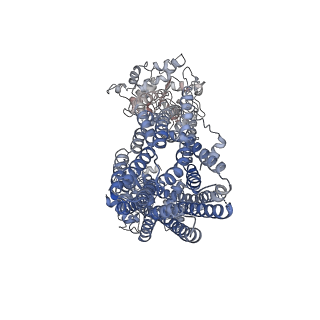 36682_8jwg_A_v1-0
Cryo-EM structure of Plasmodium falciparum multidrug resistance protein 1 without H1 helix in complex with MFQ