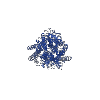 36684_8jwi_A_v1-0
Cryo-EM structure of the outward-facing Plasmodium falciparum multidrug resistance protein 1