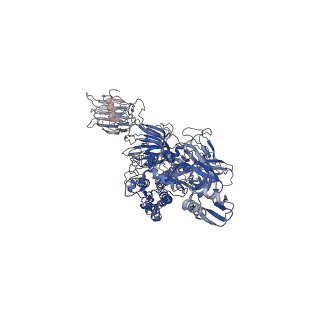 9891_6jx7_B_v1-1
Cryo-EM structure of spike protein of feline infectious peritonitis virus strain UU4