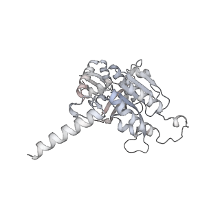 22522_7jy6_A_v1-2
Analysis of a strand exchange reaction with a mini filament of 9-RecA, oligo(dT)27 primary ssDNA, non-homologous 120 bp dsDNA and ATPgammaS