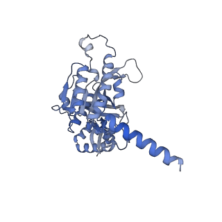 22522_7jy6_C_v1-2
Analysis of a strand exchange reaction with a mini filament of 9-RecA, oligo(dT)27 primary ssDNA, non-homologous 120 bp dsDNA and ATPgammaS