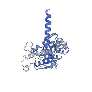 22522_7jy6_E_v1-1
Analysis of a strand exchange reaction with a mini filament of 9-RecA, oligo(dT)27 primary ssDNA, non-homologous 120 bp dsDNA and ATPgammaS