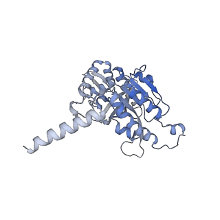 22522_7jy6_G_v1-2
Analysis of a strand exchange reaction with a mini filament of 9-RecA, oligo(dT)27 primary ssDNA, non-homologous 120 bp dsDNA and ATPgammaS