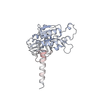 22522_7jy6_H_v1-1
Analysis of a strand exchange reaction with a mini filament of 9-RecA, oligo(dT)27 primary ssDNA, non-homologous 120 bp dsDNA and ATPgammaS