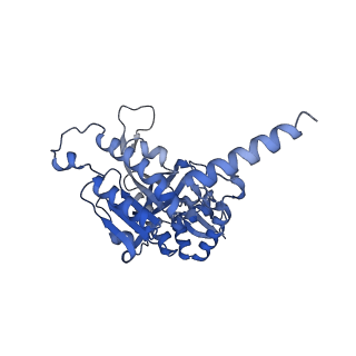 22523_7jy7_D_v1-2
Structure of a 12 base pair RecA-D loop complex