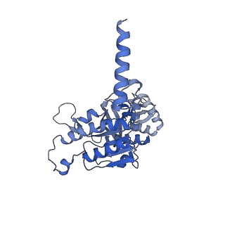 22523_7jy7_E_v1-1
Structure of a 12 base pair RecA-D loop complex