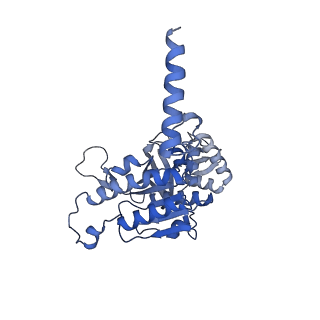 22523_7jy7_E_v1-2
Structure of a 12 base pair RecA-D loop complex