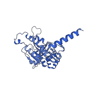 22525_7jy9_D_v1-2
Structure of a 9 base pair RecA-D loop complex