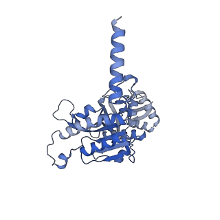 22525_7jy9_E_v1-2
Structure of a 9 base pair RecA-D loop complex