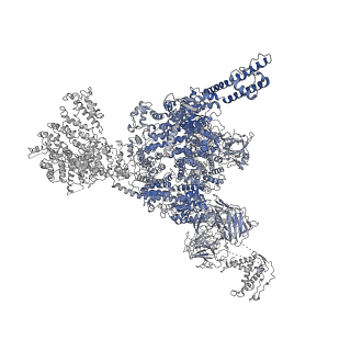 22615_7k0s_A_v1-0
Cryo-EM structure of rabbit RyR1 in the presence of Mg2+ and AMP-PCP in nanodisc