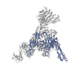 22615_7k0s_C_v1-0
Cryo-EM structure of rabbit RyR1 in the presence of Mg2+ and AMP-PCP in nanodisc