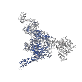 22615_7k0s_C_v2-0
Cryo-EM structure of rabbit RyR1 in the presence of Mg2+ and AMP-PCP in nanodisc