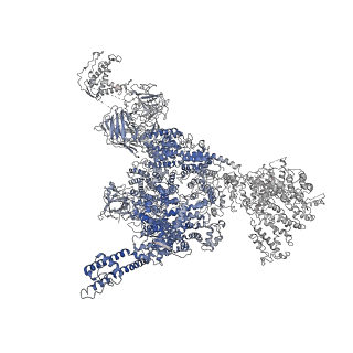 22615_7k0s_C_v2-1
Cryo-EM structure of rabbit RyR1 in the presence of Mg2+ and AMP-PCP in nanodisc