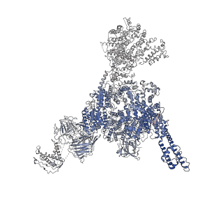 22615_7k0s_D_v2-0
Cryo-EM structure of rabbit RyR1 in the presence of Mg2+ and AMP-PCP in nanodisc