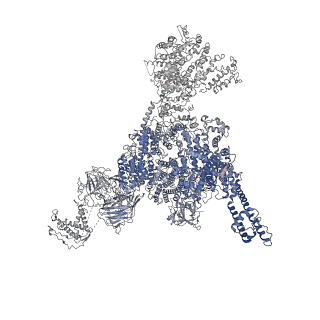 22615_7k0s_D_v2-1
Cryo-EM structure of rabbit RyR1 in the presence of Mg2+ and AMP-PCP in nanodisc