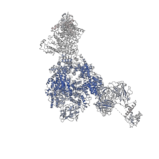 22616_7k0t_B_v1-0
Cryo-EM structure of rabbit RyR1 in the presence of AMP-PCP in nanodisc