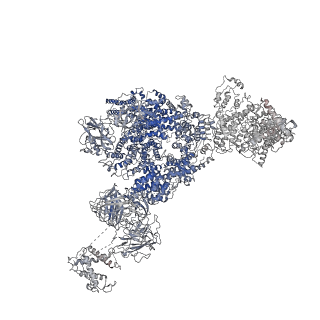 22616_7k0t_D_v1-0
Cryo-EM structure of rabbit RyR1 in the presence of AMP-PCP in nanodisc