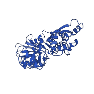 22638_7k20_C_v1-1
Cryo-EM structure of pyrene-labeled ADP-actin filaments