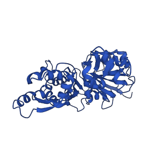 22639_7k21_D_v1-1
Cryo-EM structure of pyrene-labeled ADP-Pi-actin filaments