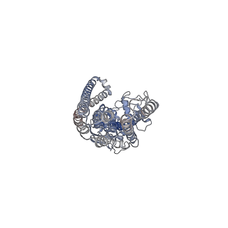 36882_8k4b_A_v1-1
Cryo-EM structure of nucleotide-bound ComA with ZinC ion