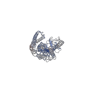 36882_8k4b_A_v1-2
Cryo-EM structure of nucleotide-bound ComA with ZinC ion